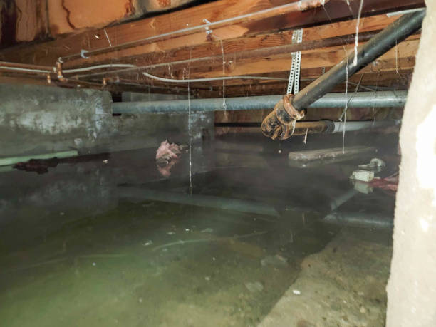 Best Carpet water damage restoration  in Kokomo, IN